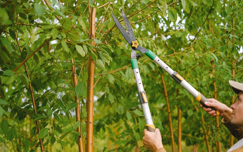 Tree trimming in Freedom, IN